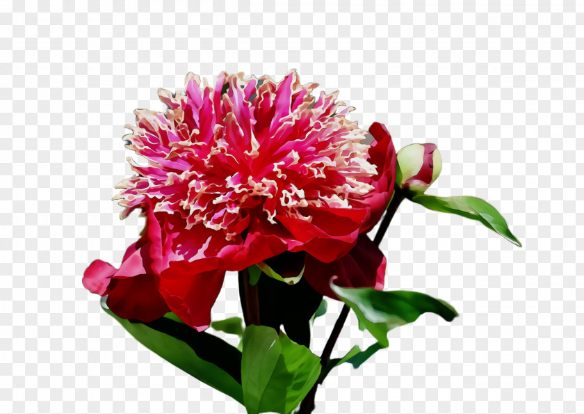 Carnation Magenta Flower Flowering Plant Pink Petal PNG