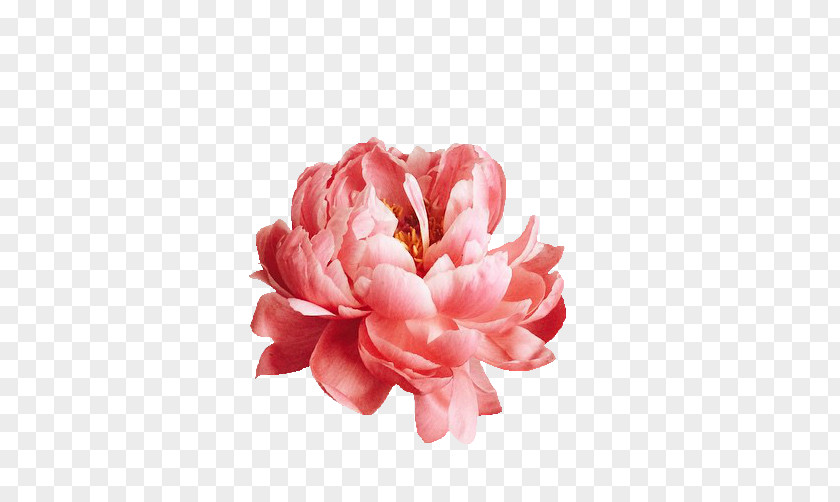 Flower Pink Flowers Photography Nature Story Peony PNG