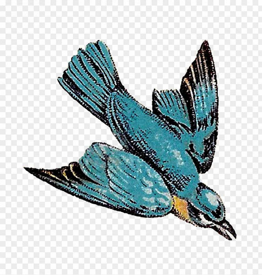 Flying Birds Bird Feather Drawing Flight PNG