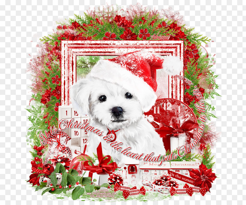 Puppy Maltese Dog Schnoodle Breed Bichon Frise PNG