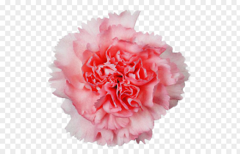 Royalty-free Photo Library ストックフォト Carnation Flower PNG