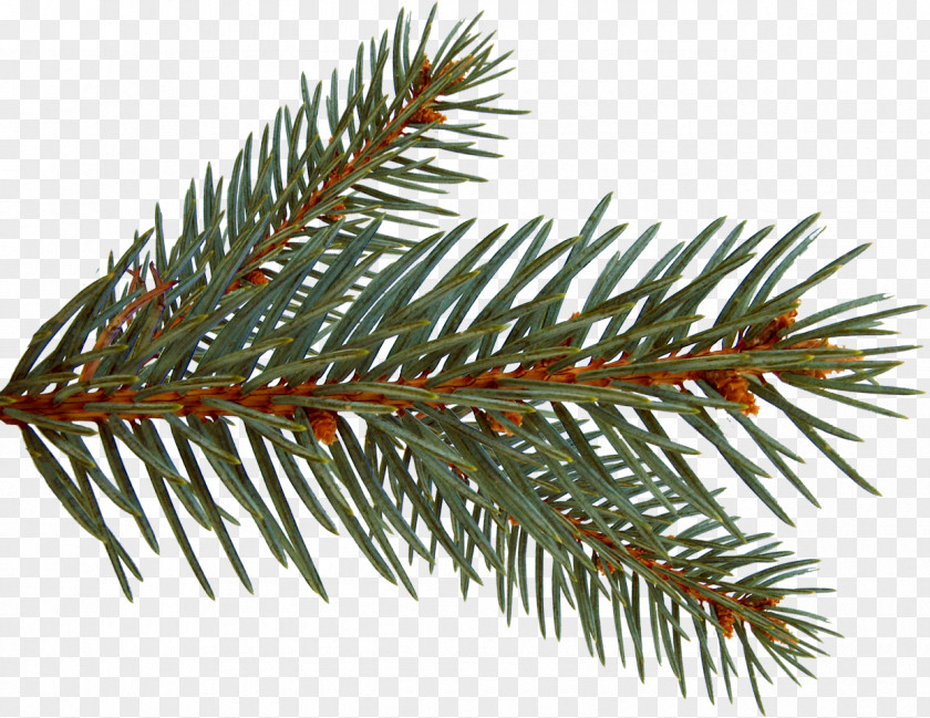 Spruce Branches Painting Photography Clip Art PNG