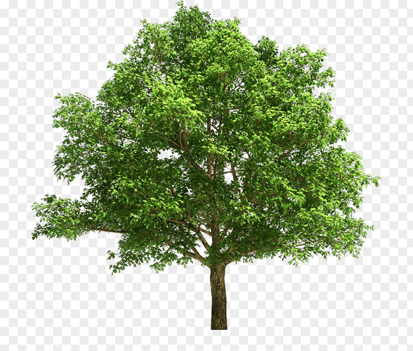 Tree Stock Photography Maple Oak PNG