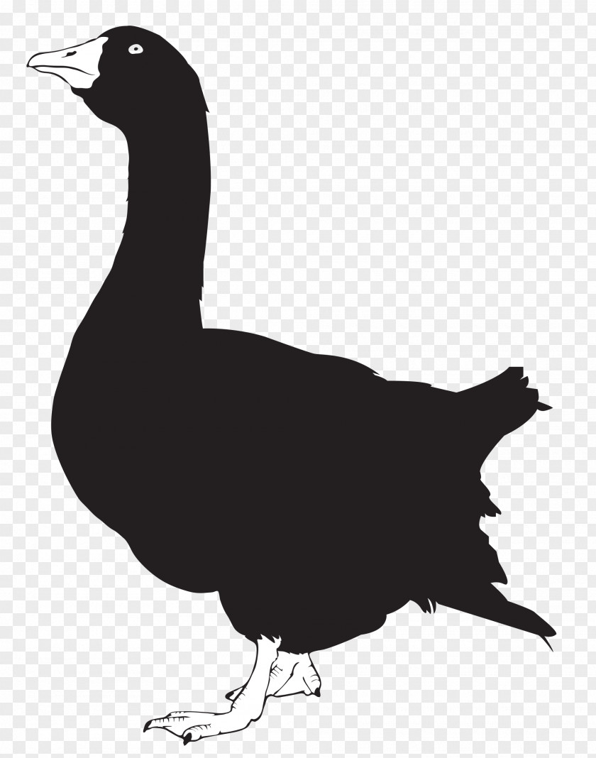 Duck Goose Silhouette Chicken PNG