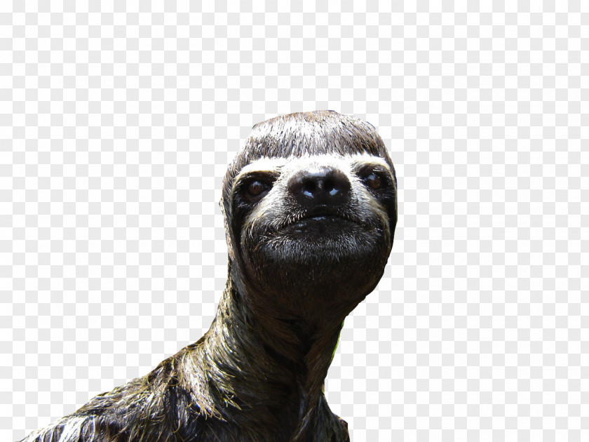 Sloth Animal Desktop Wallpaper PNG