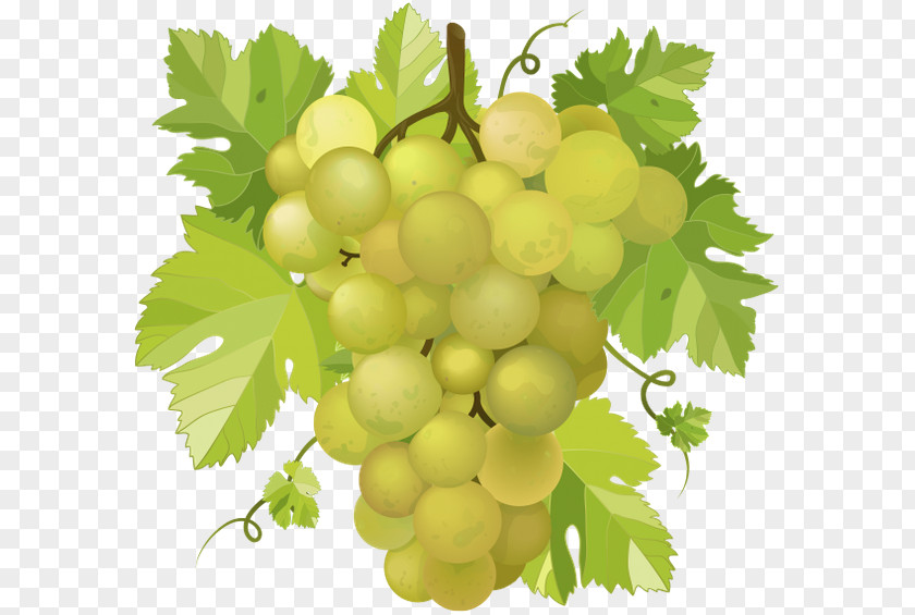 Wine Common Grape Vine Concord PNG
