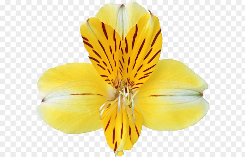 Yellow Flowers Cypripedium Parviflorum Flower Clip Art PNG