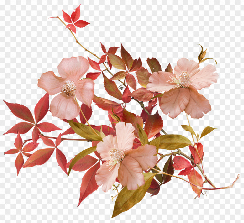 50 Flower Petal Cherry Blossom Plant PNG