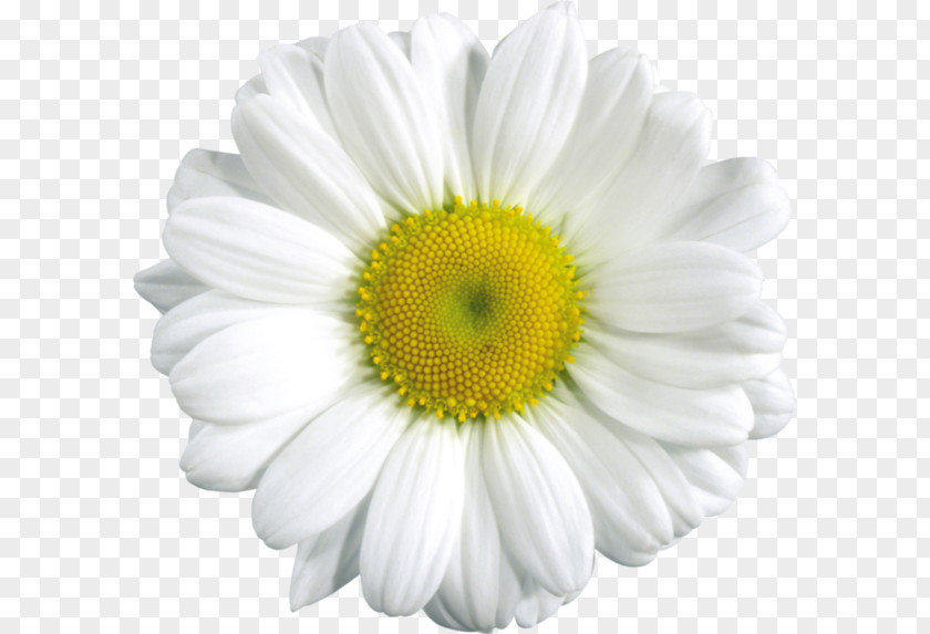 Camomile Common Daisy Chamomile Flower Clip Art PNG