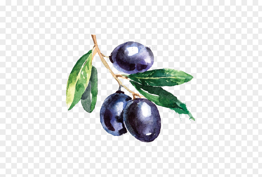 Delicious Blueberry Olive Branch Watercolor Painting Drawing PNG