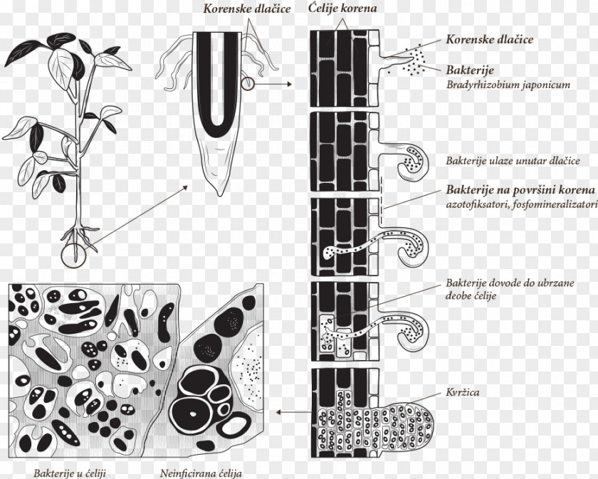 Plant Nitrogen Fixation Bacteria Root Bradyrhizobium Rhizobia PNG