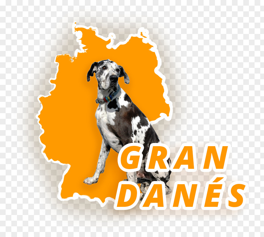 Race Dog Breed Great Dane Dogo Argentino Spanish Greyhound PNG