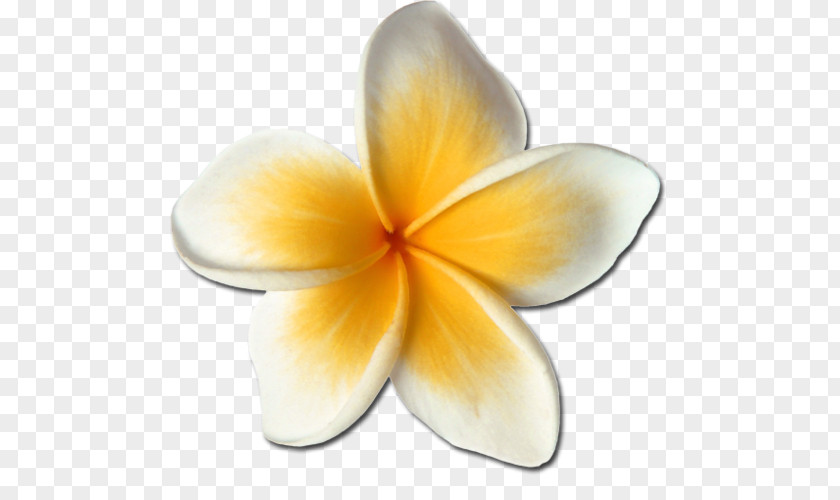 Frangipani Flower Clip Art PNG