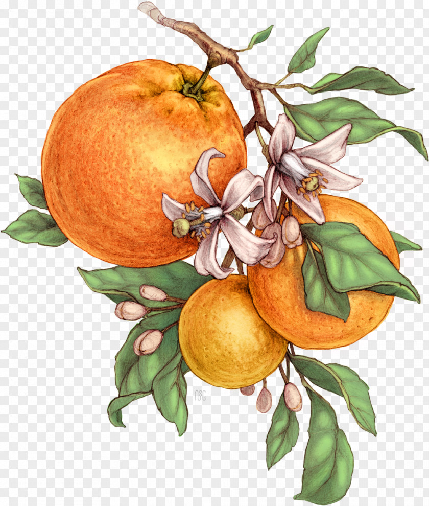 Fruit Juice Bitter Orange Tangerine Mandarin Grapefruit Botanical Illustration PNG