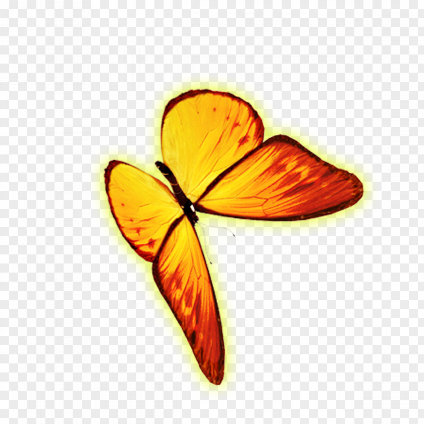 Golden Butterfly Monarch Icon PNG