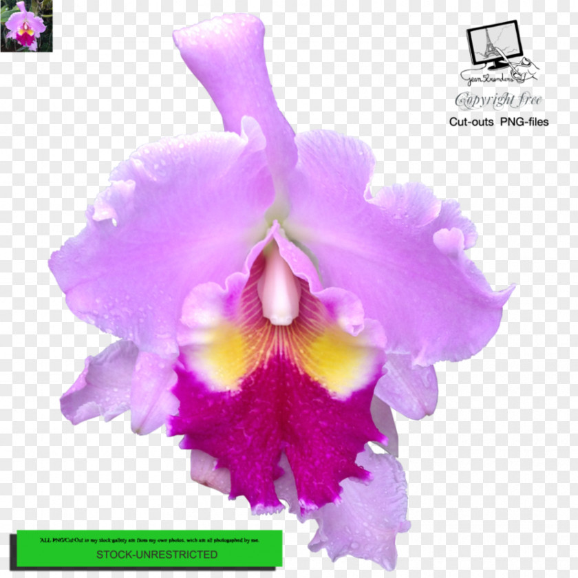 Me Too Flower Crimson Cattleya Christmas Orchid Percivaliana Dendrobium Moth Orchids PNG