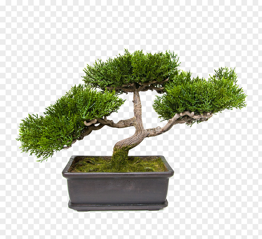 Plant Succulent Penjing Tree Bonsai PNG