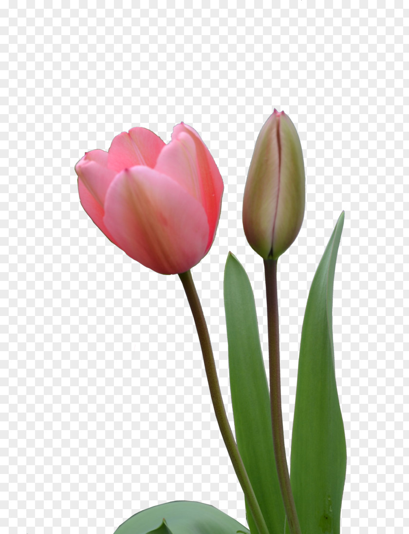 Tulip Bud Flower Clip Art PNG