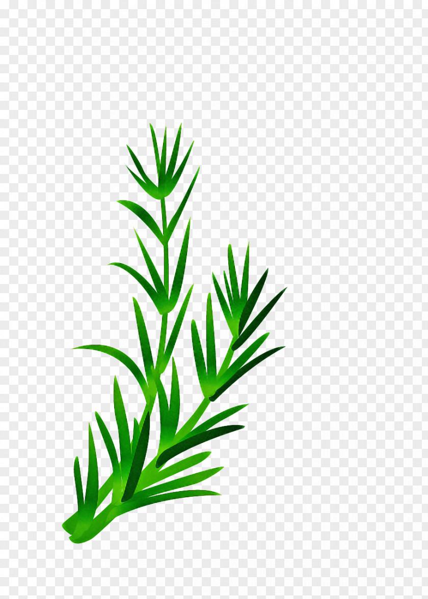 Vascular Plant Stem Green Grass Background PNG
