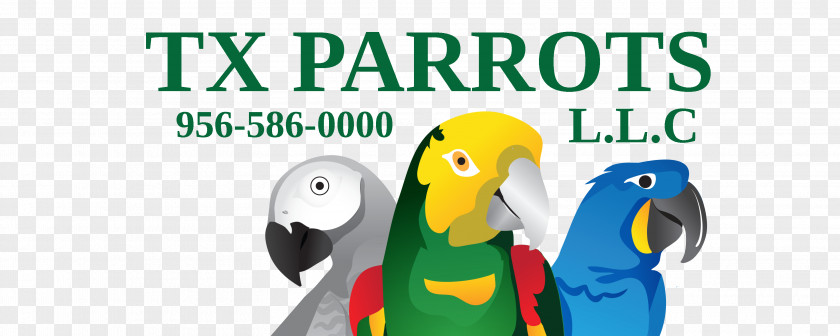 Parrot Macaw Beak Road PNG