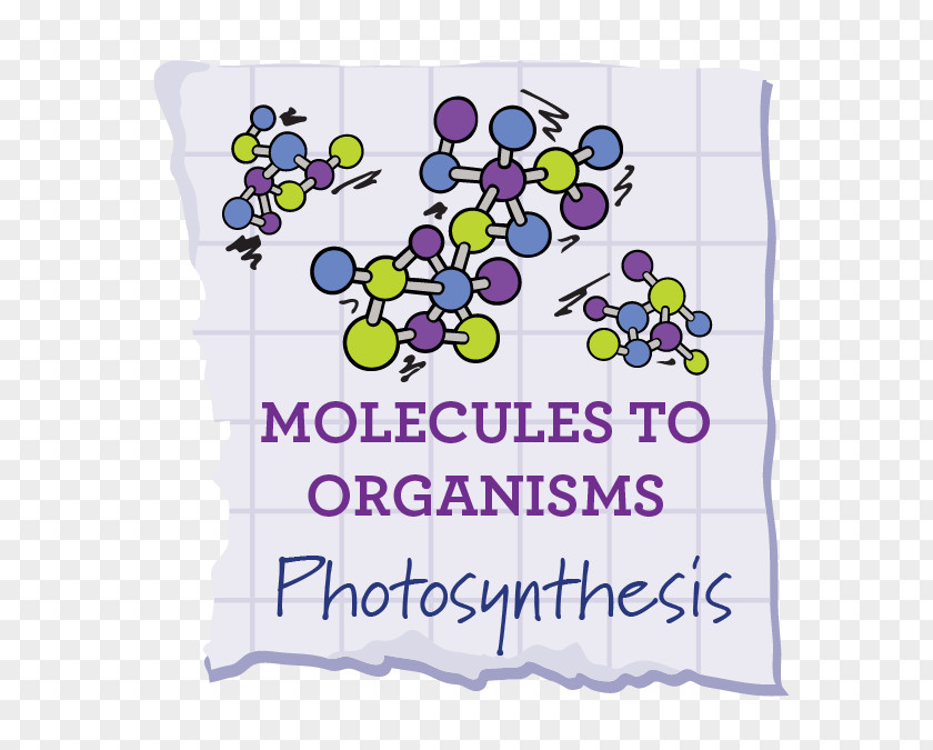 Photosynthetic Efficiency Science, Technology, Engineering, And Mathematics Plan Check Kitchen + Bar Photosynthesis School PNG