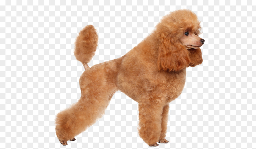 Poodle Dog Toy Miniature Standard Puppy PNG