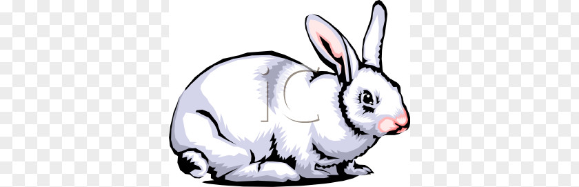 Rabbit Cliparts White Hare Clip Art PNG
