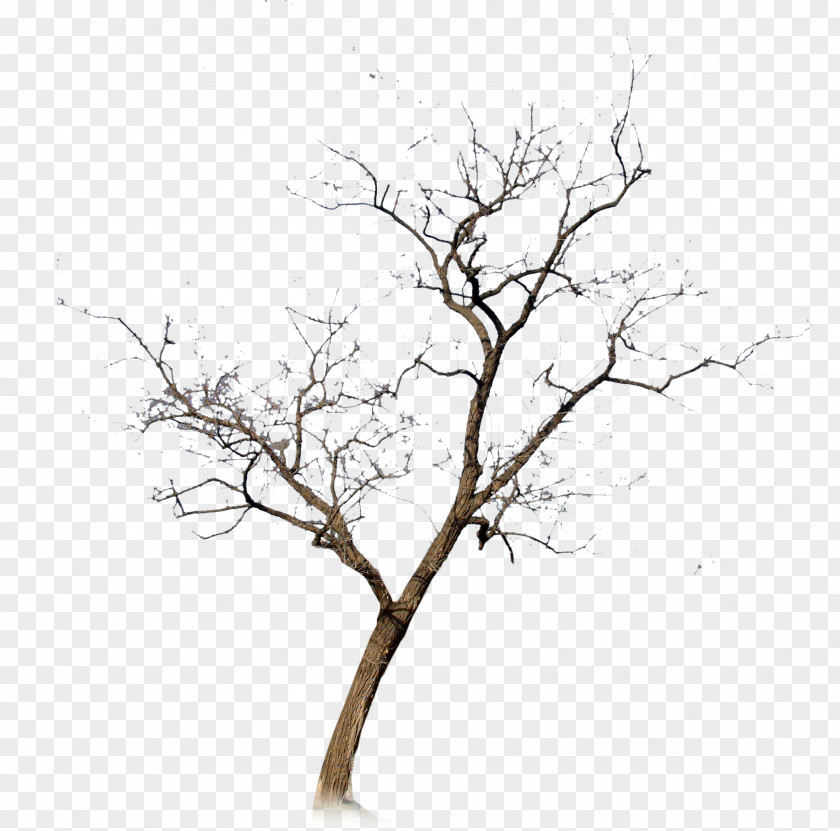 Withered,No Leaf PNG