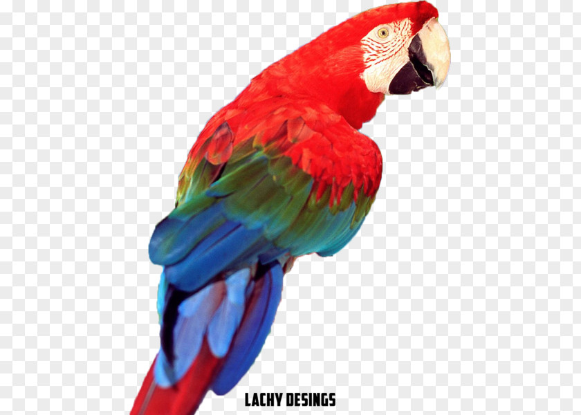 Bird Budgerigar Lovebird Cockatiel True Parrot PNG
