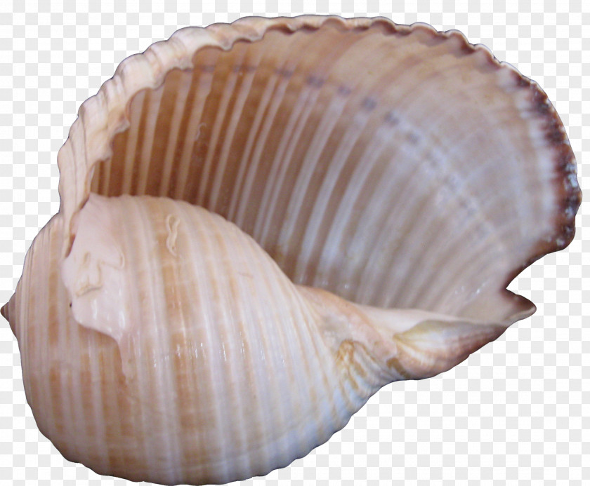 Conch Creative Cockle Seashell Sea Snail PNG