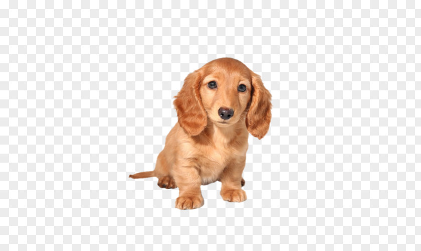 Golden Retriever Dachshund German Shepherd Labrador Puppy PNG