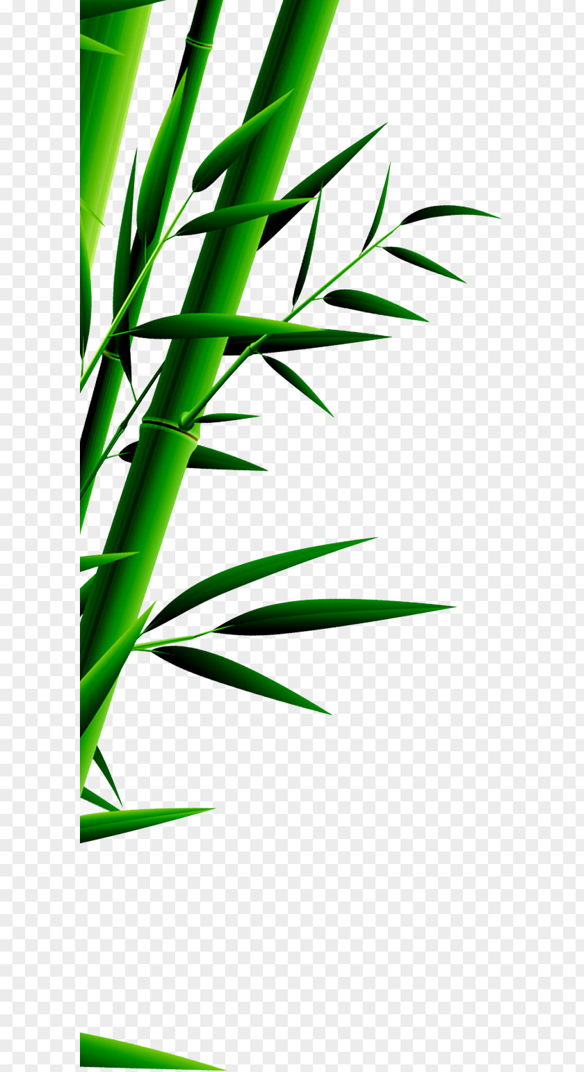Green Bamboo Zongzi Leaf U7aefu5348 PNG