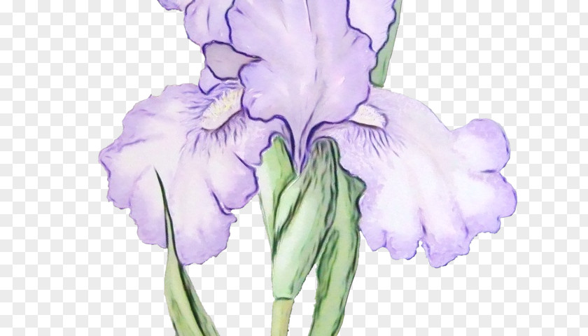 Iris Family Violet Flower Flowering Plant Purple Petal PNG
