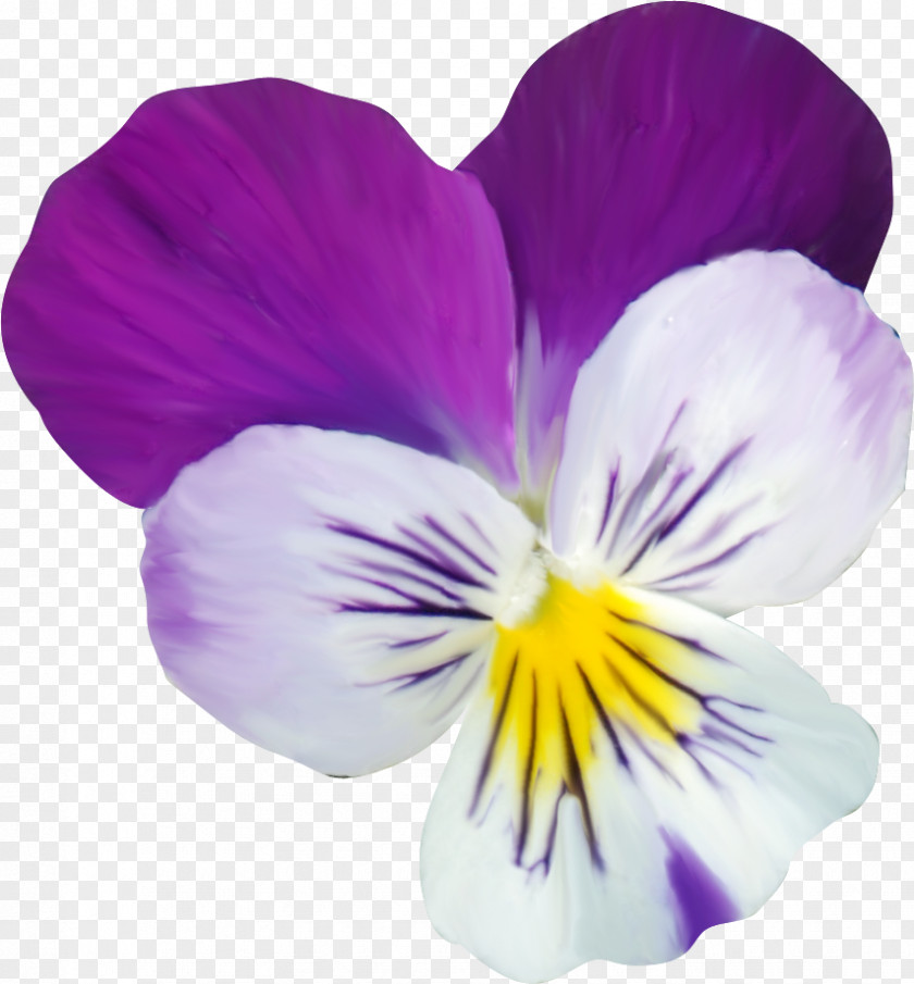 Pansy Clip Art PNG