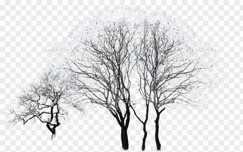 Snowy Trees Tree Winter Black And White PNG