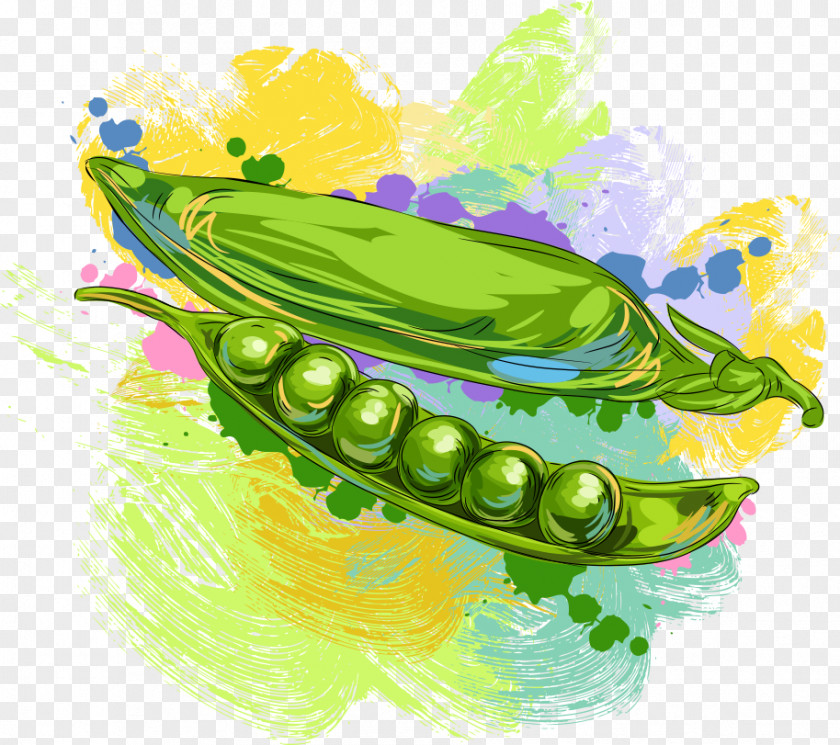 Vector Peas Fruit Vegetable Pea Illustration PNG