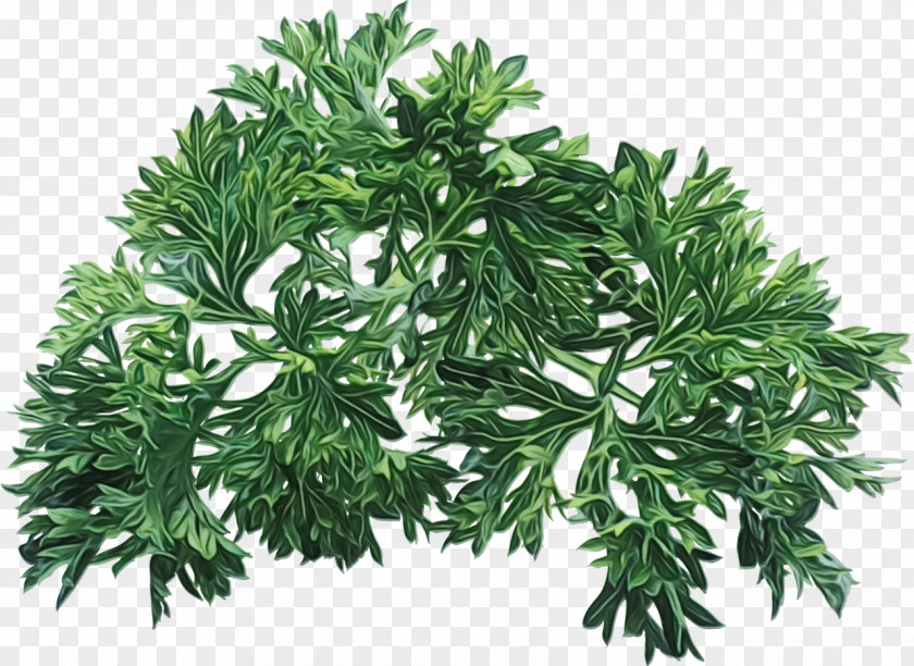 Artemisia Herb Plant Flower Leaf Tree Woody PNG