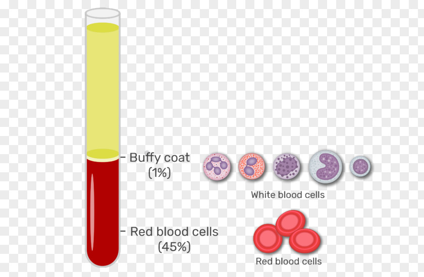 Blood Buffy Coat Red Cell White PNG
