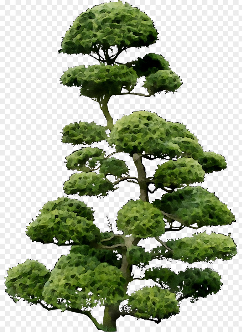 Cloud Tree Bonsai Shrub PNG
