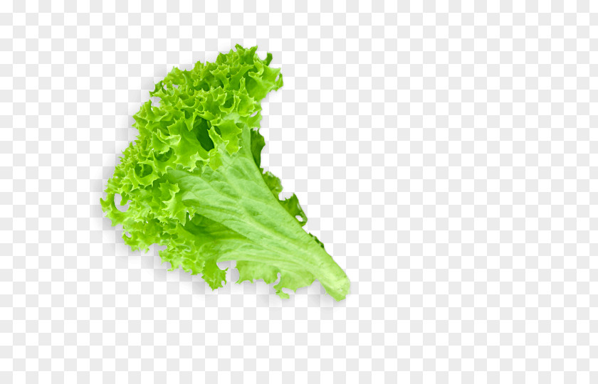 Lettuce Leaf PNG Leaf, green lettuce plant clipart PNG