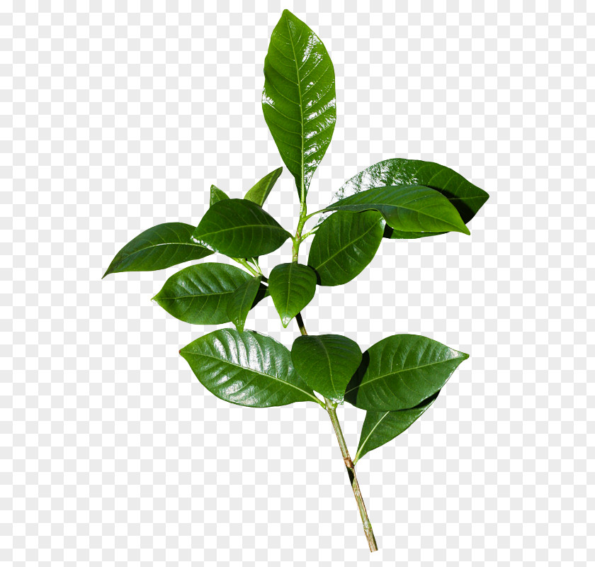 Nouvelles Feuilles Clip Art Leaf Branch PNG