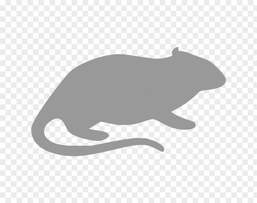 Small Hamster Rodent Cat Rat Gerbil Guinea Pig PNG