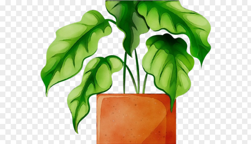 Basil Herb Flowerpot Leaf Green Plant Houseplant PNG