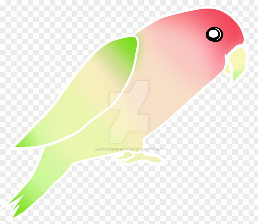 Feather Lovebird Parakeet Beak PNG