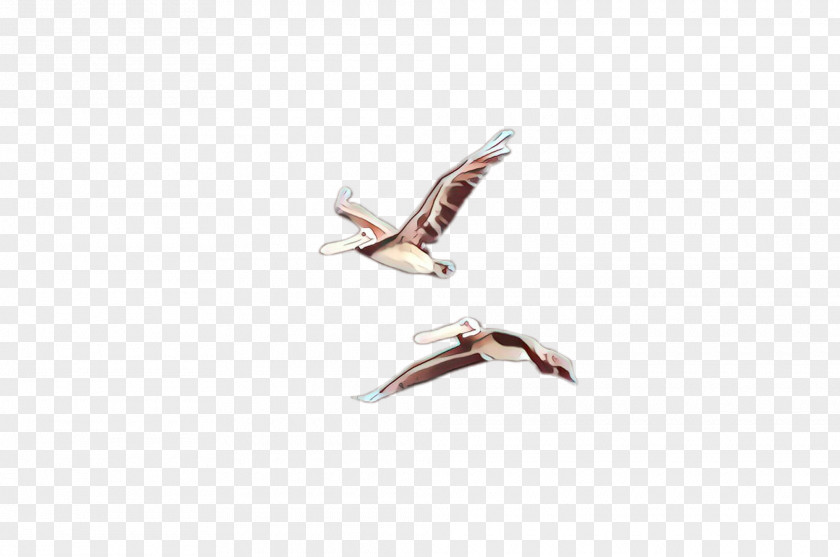 Jewellery Water Bird Seabird Wing Gull Stork PNG