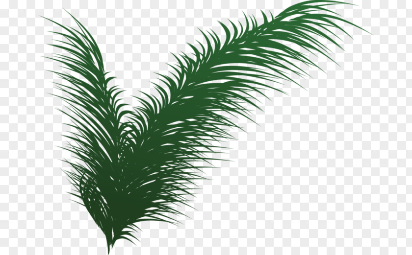 Leaf Tree Evergreen PNG