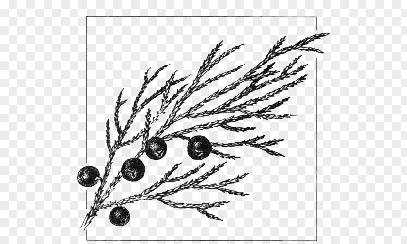 Plant Juniperus Sabina Common Juniper Drawing Gymnosperm Cupressus PNG