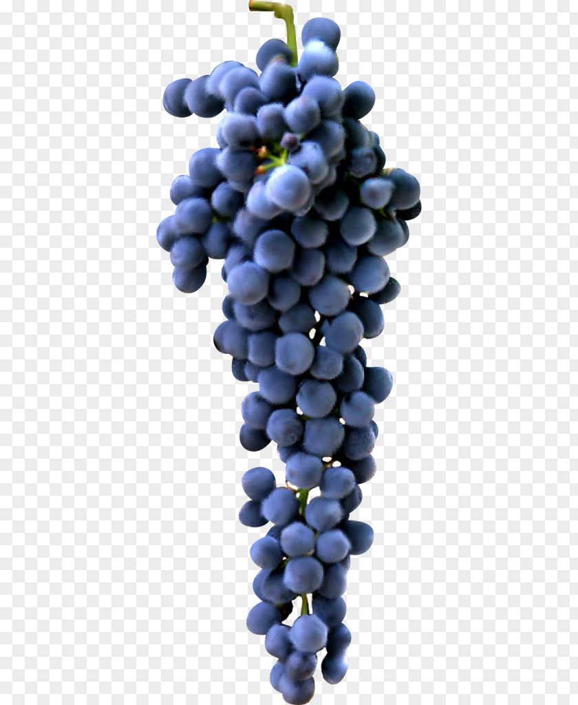 Vector Grapes Red Wine White Cabernet Sauvignon Blanc Shiraz PNG