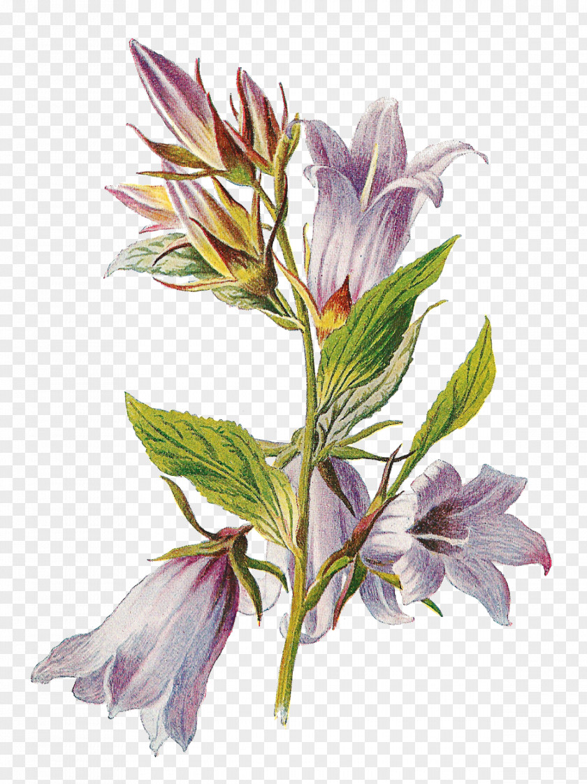 Botanical Flowers Flower PNG