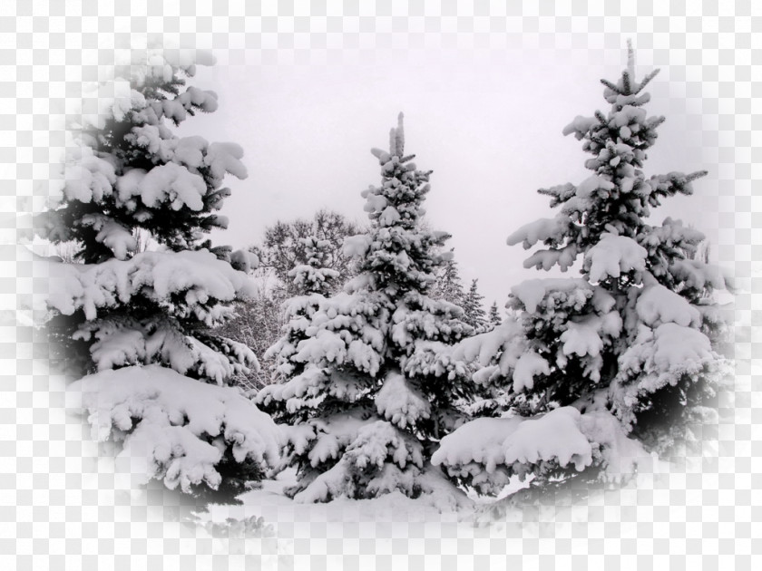 Christmas Tree Spruce Pine Fir PNG